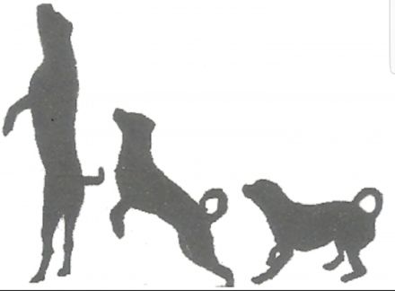 PetPhysioCare Daniela Mußmacher