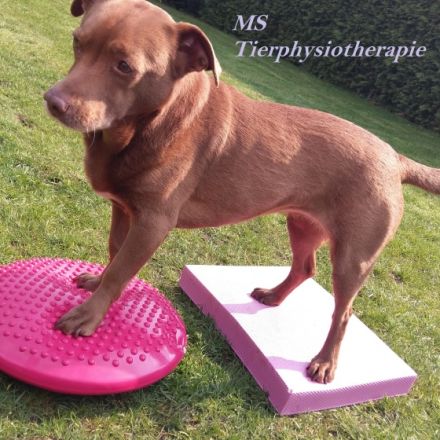 MS Tierphysiotherapie
