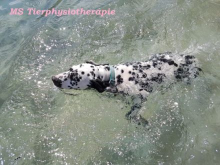 MS Tierphysiotherapie