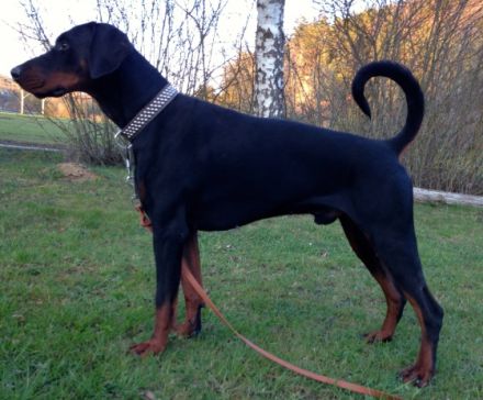 Rambo von der Rheinaue