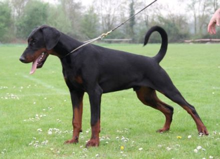 Rambo von der Rheinaue