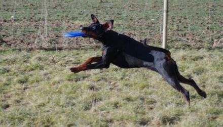 Rambo von der Rheinaue