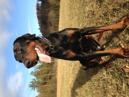 Rambo von der Rheinaue