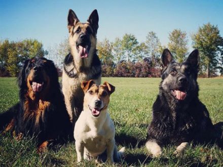 Hundeschule Spürnase