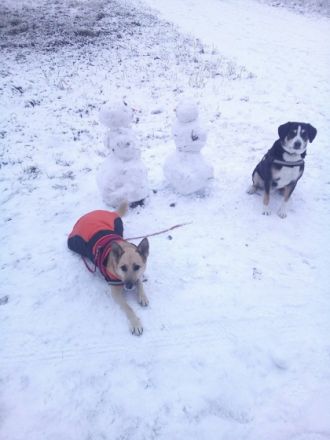 Hundeschule Mühlacker und Umgebung A.Noll