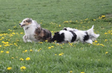 Sheltie vom Seenland
