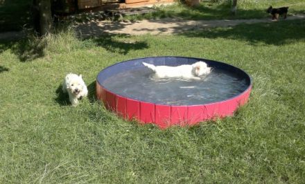 Manu´s Hundeservice