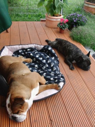 Manu´s Hundeservice