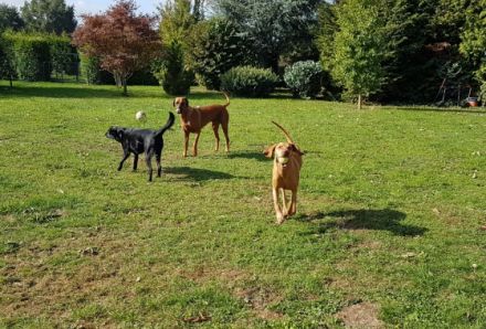 Manu´s Hundeservice