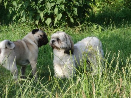 Manu´s Hundeservice