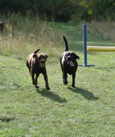 Manu´s Hundeservice