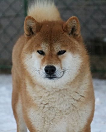 Koumi No Homaremaru Go Sanuki Mizumotosou