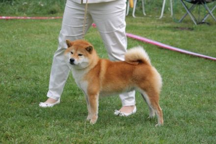 Koumi No Homaremaru Go Sanuki Mizumotosou