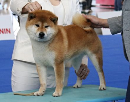 Koumi No Homaremaru Go Sanuki Mizumotosou