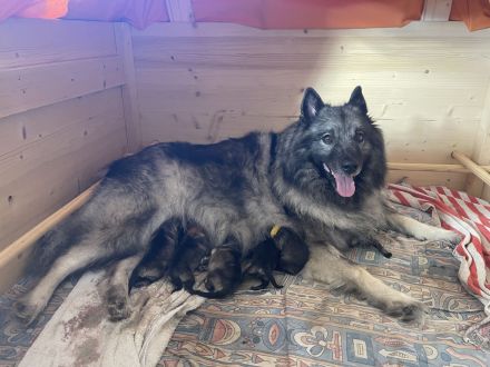 von den Mühlenwölfen