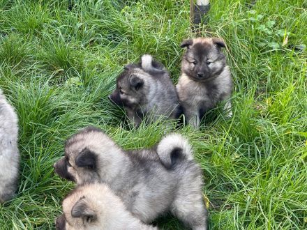 von den Mühlenwölfen