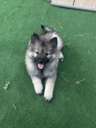 von den Mühlenwölfen