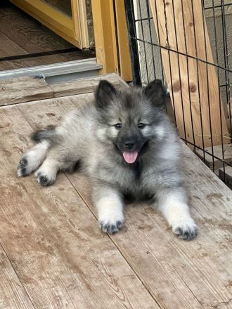 von den Mühlenwölfen