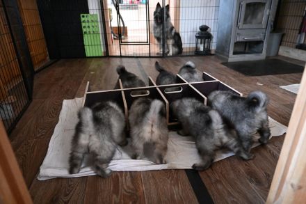 von den Mühlenwölfen