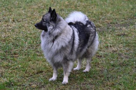 von den Mühlenwölfen