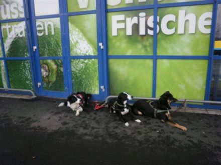 Hundeschule Wiesler