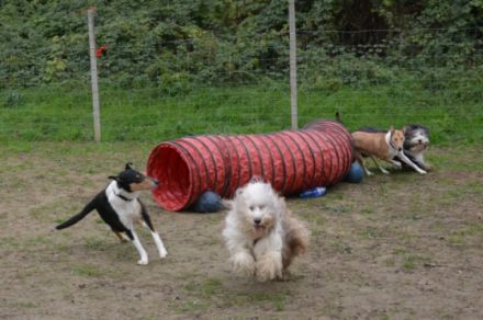 Hundeschule Wiesler