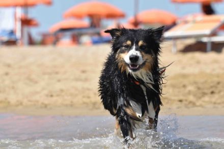 Breaking Rules "Balou"