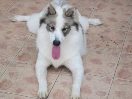 Ouys - king - Bangkaew - Dog - Zucht