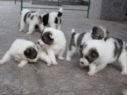 Ouys - king - Bangkaew - Dog - Zucht