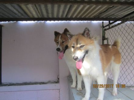 Ouys - king - Bangkaew - Dog - Zucht