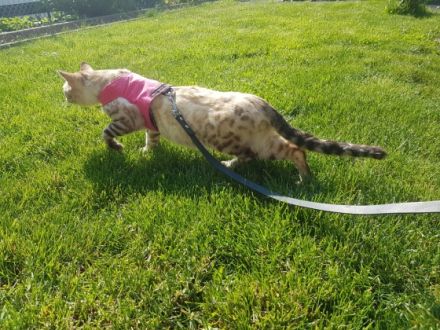 Bengal Deckkater steht rolligen Damen zur Verfügung