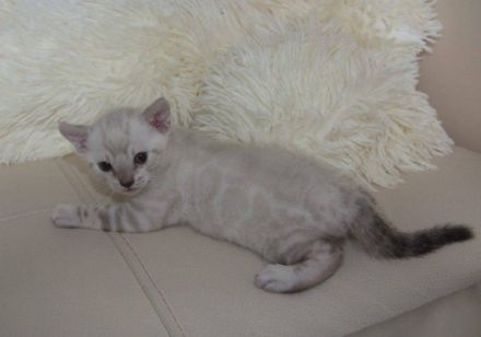 Bengal Deckkater steht rolligen Damen zur Verfügung