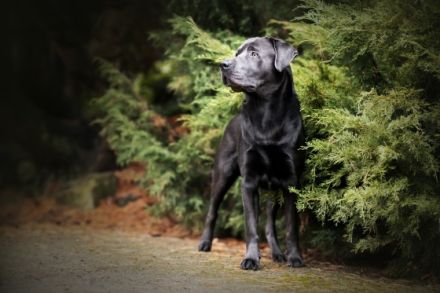 Avico of Spirit Silver