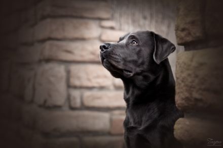 Avico of Spirit Silver