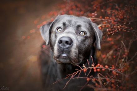 Avico of Spirit Silver