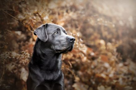 Avico of Spirit Silver