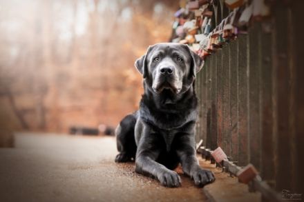 Avico of Spirit Silver