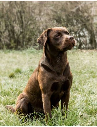Friedensreich von der Oberwaide