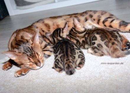 Aynuly Bengalkatzen