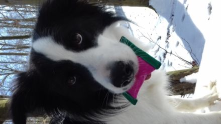 Nasenspaß für unseren Familienhund