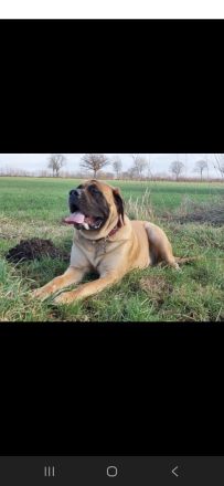 from the giants of the old time