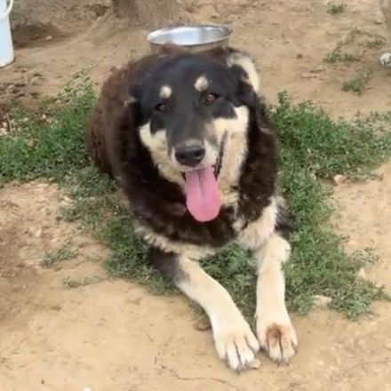 Hündin Zumby / Notfellchen / weiblich / kastriert