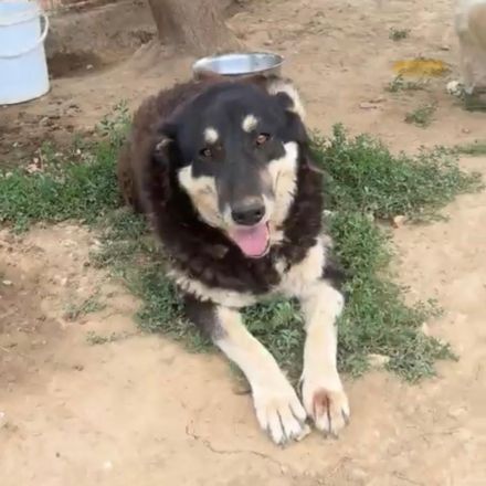 Hündin Zumby / Notfellchen / weiblich / kastriert