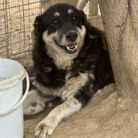 Hündin Zumby / Notfellchen / weiblich / kastriert