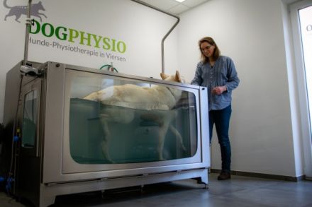 DogPhysio-Viersen
