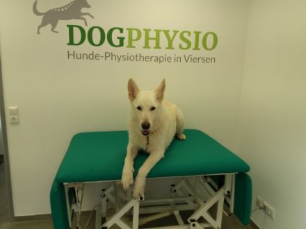 DogPhysio-Viersen