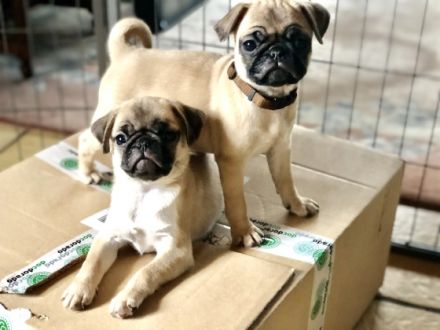 vom Cappenberger See