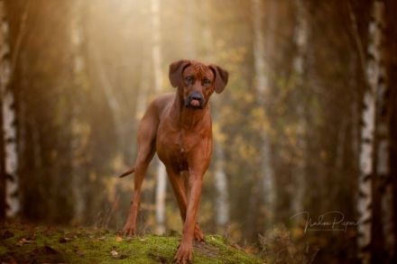 Abuya Matayo Thambu of African Crownridge