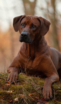 Abuya Matayo Thambu of African Crownridge