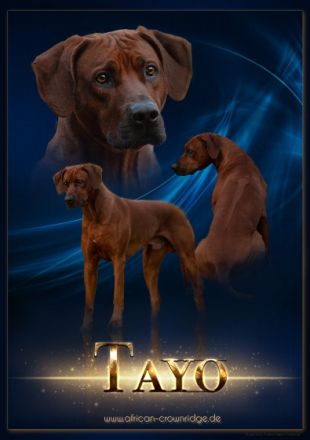 Abuya Matayo Thambu of African Crownridge